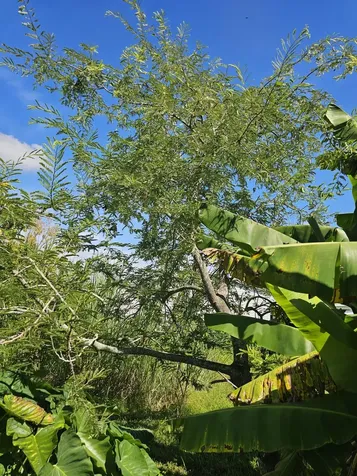 925 Sw 39th Lane Okeechobee FL 34974