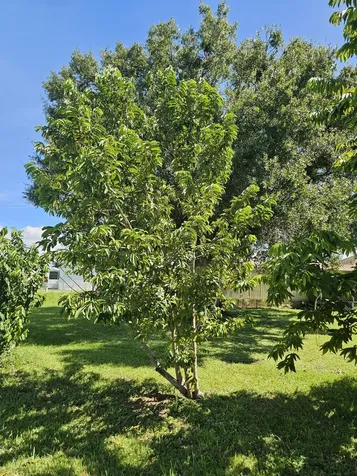 925 Sw 39th Lane Okeechobee FL 34974