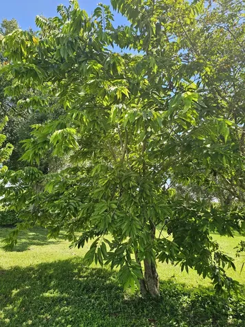 925 Sw 39th Lane Okeechobee FL 34974