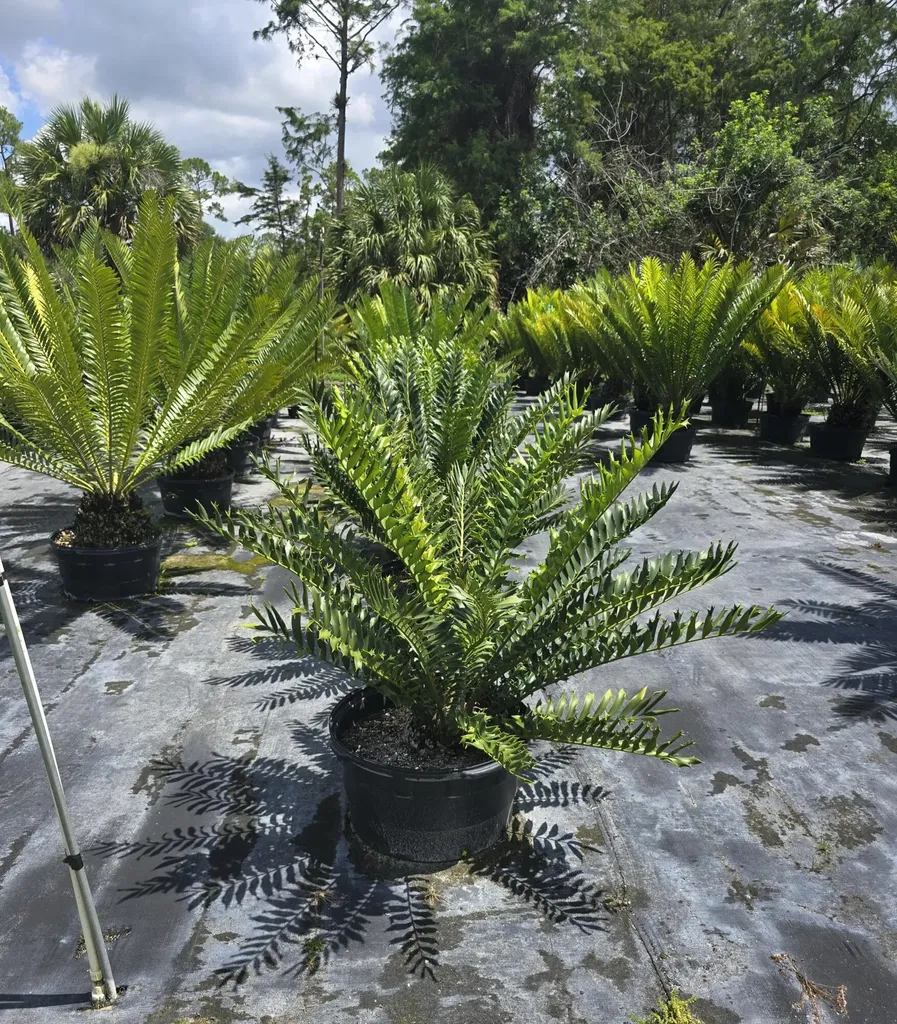 0000 B Road Loxahatchee Groves FL 33470