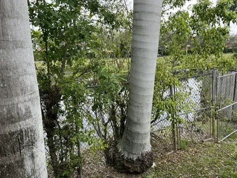 7445 N Augusta Drive Hialeah FL 33015