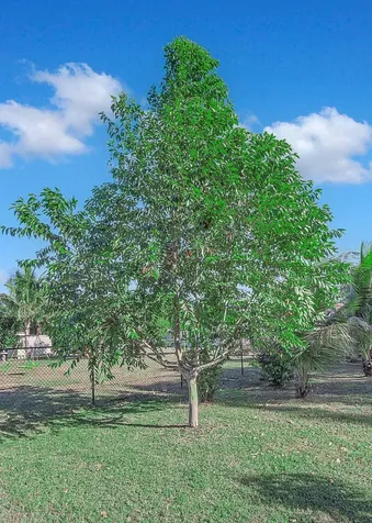 2485 Se Saphire Terrace Terrace Port Saint Lucie FL 34952