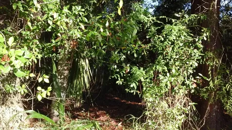 737 Benedictine Terrace Sebastian FL 32958