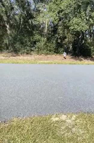 4017 SW 133rd Loop Ocala FL 34473