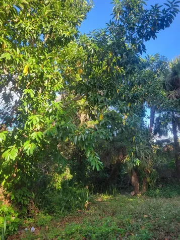 1817 Palm Boulevard Melbourne FL 32901