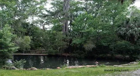 208 Garrison Avenue Georgetown FL 32139