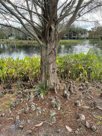 4045 Trovita Boulevard Boynton Beach FL 33436
