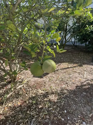 2302 Sunrise Boulevard Fort Pierce FL 34982