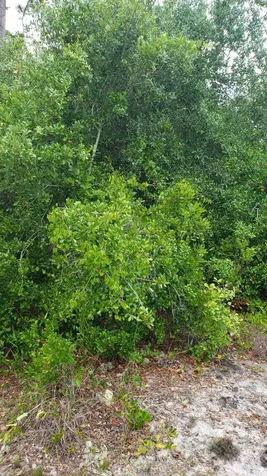 932 Island Parkway Lake Placid FL 33852