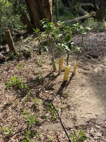 924 Lenore Avenue Interlachen FL 32148