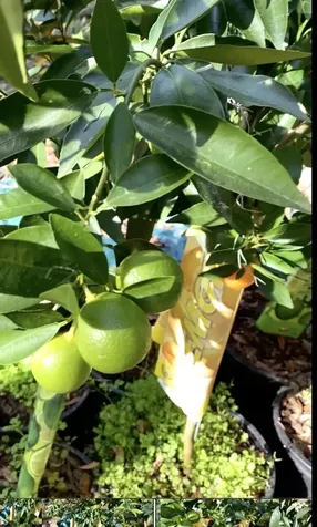 924 Lenore Avenue Interlachen FL 32148