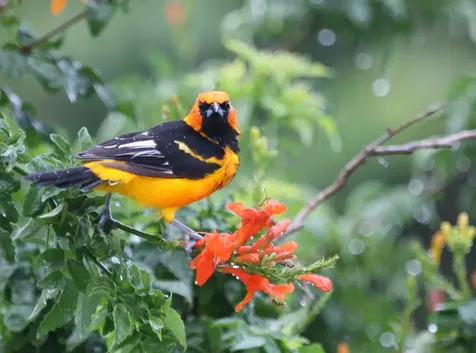 3779 Nw 4th Court Boca Raton FL 33431