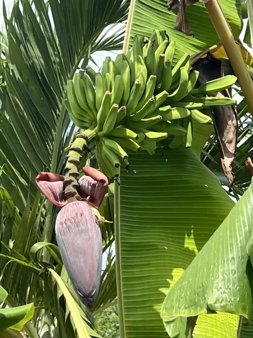 3779 Nw 4th Court Boca Raton FL 33431