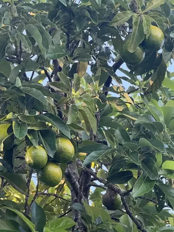 3779 Nw 4th Court Boca Raton FL 33431