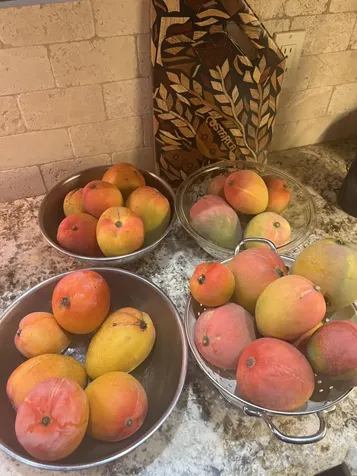 3779 Nw 4th Court Boca Raton FL 33431