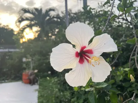 3779 Nw 4th Court Boca Raton FL 33431