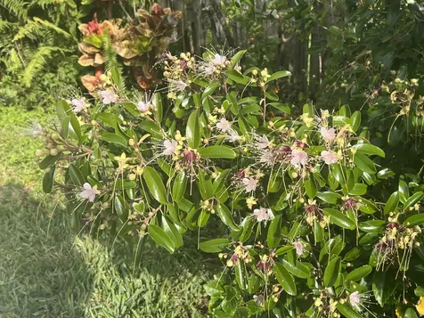 3779 Nw 4th Court Boca Raton FL 33431