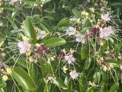 3779 Nw 4th Court Boca Raton FL 33431