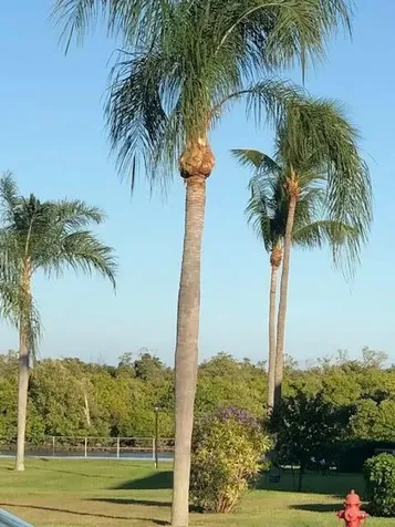 800 W Horizons 211 Boynton Beach FL 33435