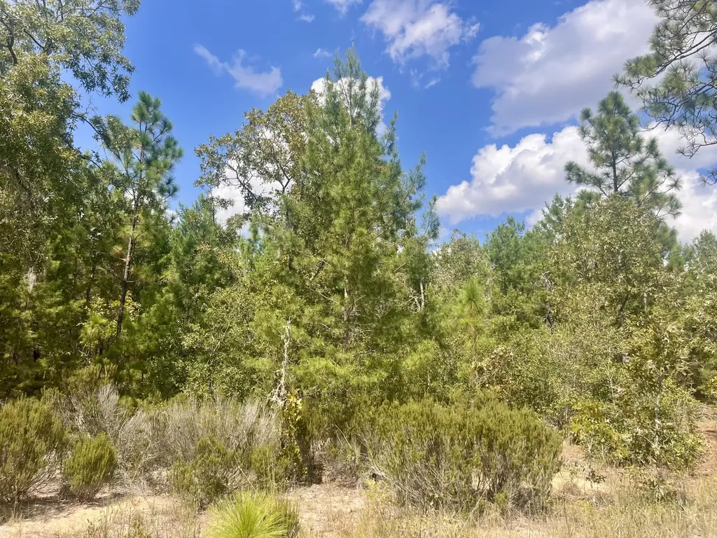 204 Glasgow Street Interlachen FL 32148