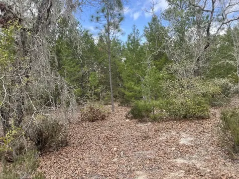 204 Glasgow Street Interlachen FL 32148