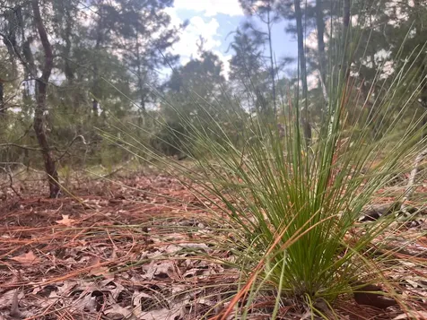 204 Glasgow Street Interlachen FL 32148