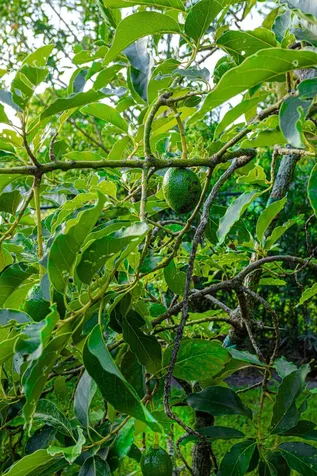 875 Nw 120th Avenue Plantation FL 33325