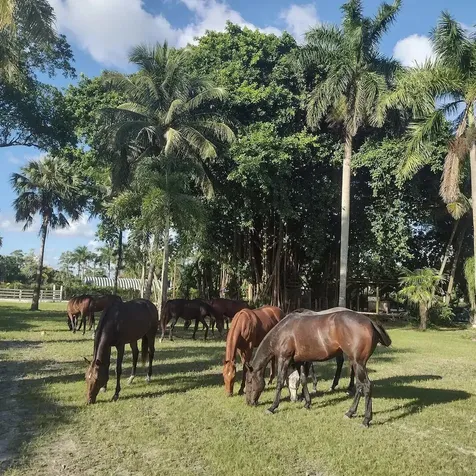 1100 D Road Loxahatchee Groves FL 33470