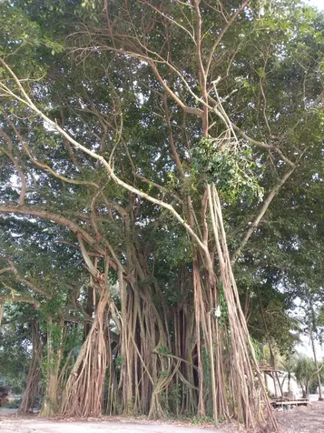 1100 D Road Loxahatchee Groves FL 33470