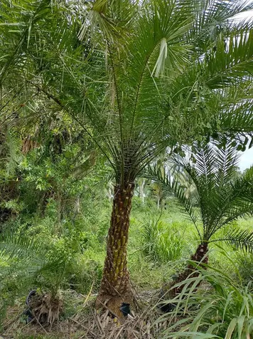 1100 D Road Loxahatchee Groves FL 33470