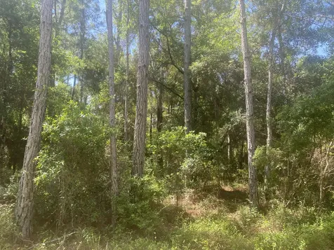 Tbd NE 155 Lane Fort McCoy FL 32134