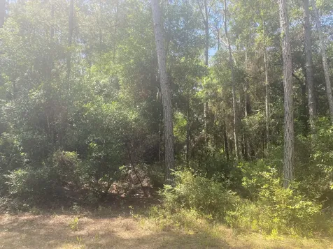 Tbd NE 155 Lane Fort McCoy FL 32134
