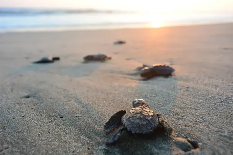 7700 S Ocean Drive Jensen Beach FL 34957