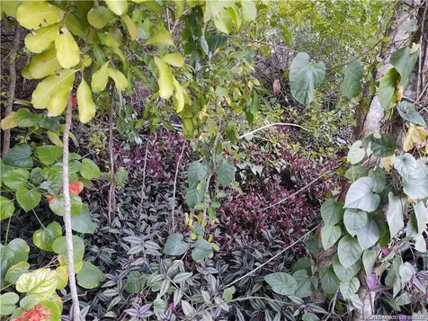 2315 SW Chestnut Lane Port St Lucie FL 34953