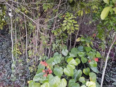 2315 SW Chestnut Lane Port St Lucie FL 34953