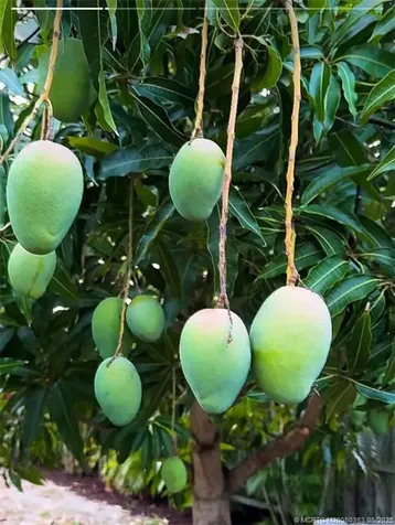 2515 NE Letitia Street Jensen Beach FL 34957