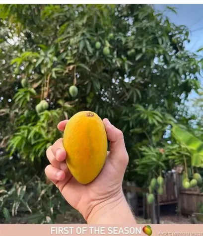 2515 NE Letitia Street Jensen Beach FL 34957