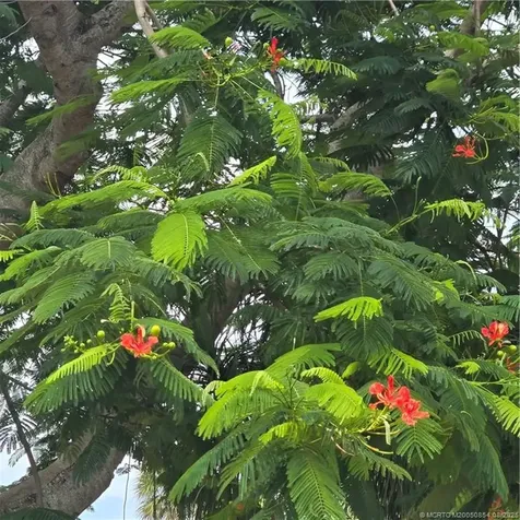 10380 SE Jupiter Narrows Drive Hobe Sound FL 33455