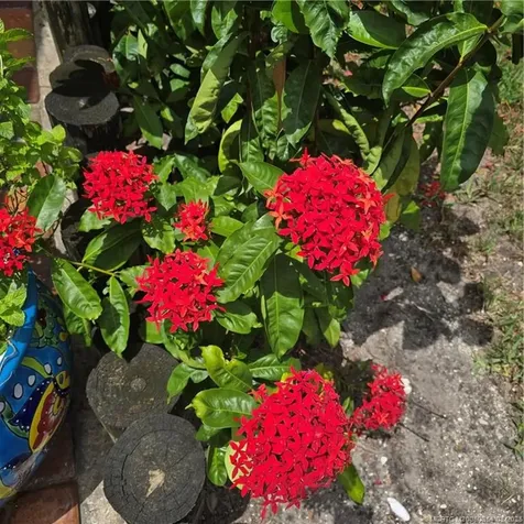 10380 SE Jupiter Narrows Drive Hobe Sound FL 33455