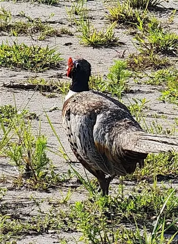 13559 22nd Lane Okeechobee FL 34974