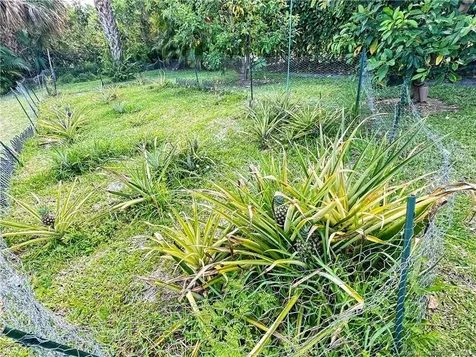 1068 NE Quinn Place Jensen Beach FL 34957