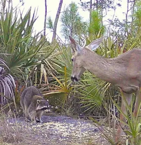 0 Beekeeper Road Malabar FL 32950