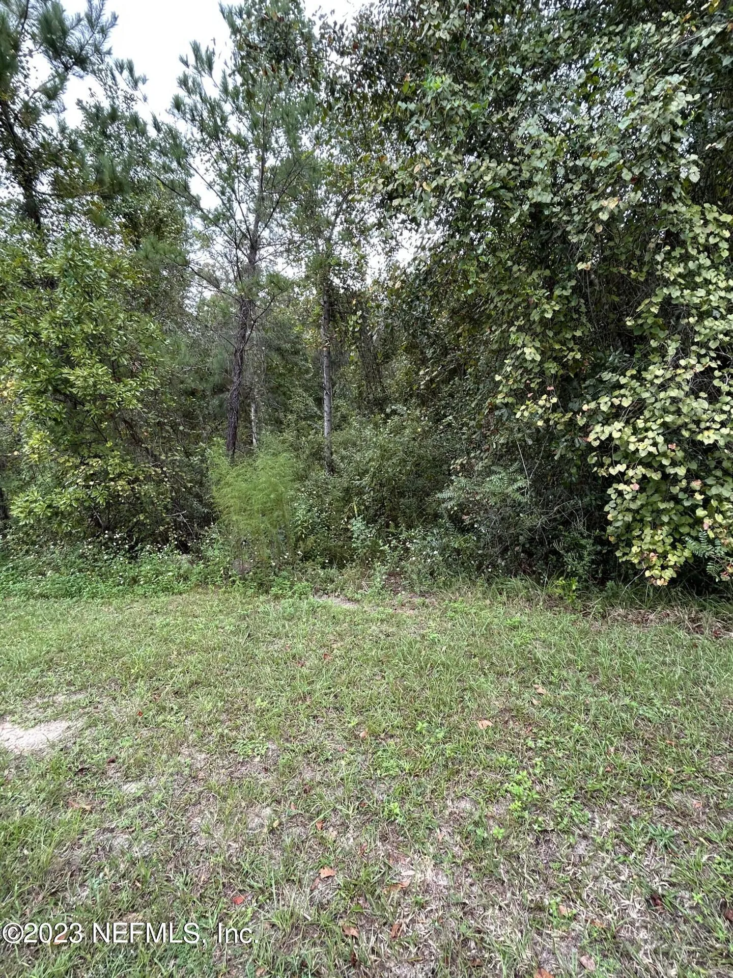 4431 Tarragon Avenue Middleburg FL 32068