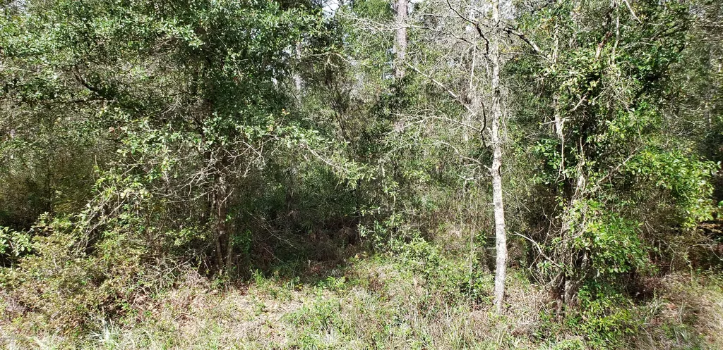 4775 Sedge Street Middleburg FL 32068