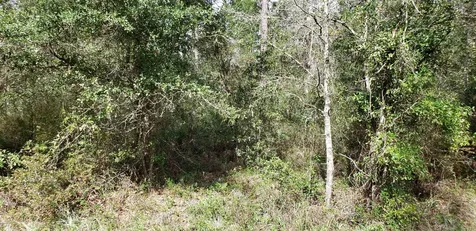 4775 Sedge Street Middleburg FL 32068