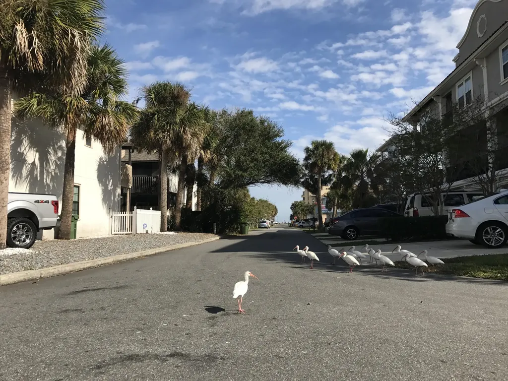 2075 Gail Avenue Jacksonville Beach FL 32250