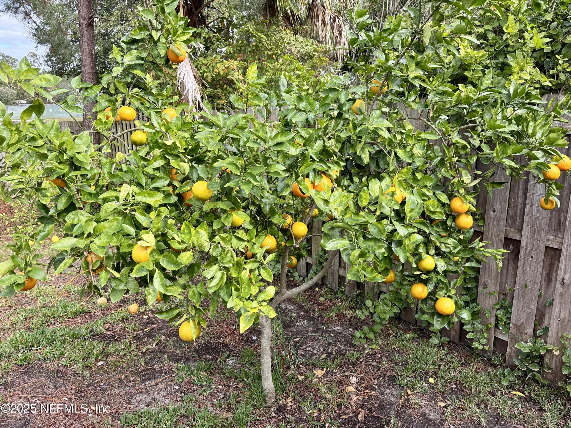 1358 Brookgreen Way Fleming Island FL 32003