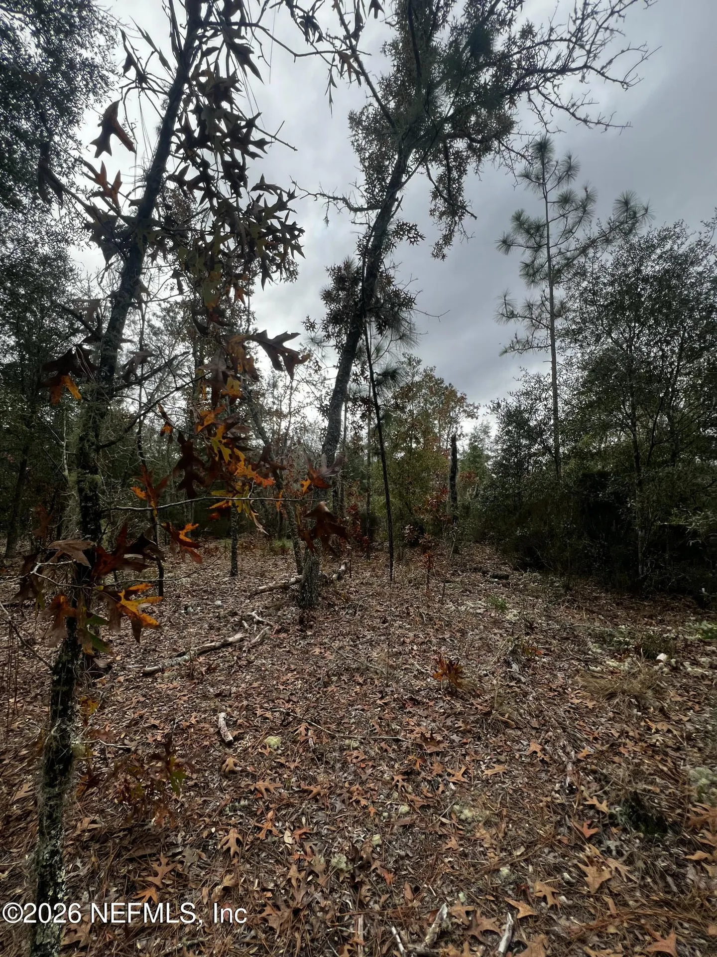 307 Lemon Street Interlachen FL 32148
