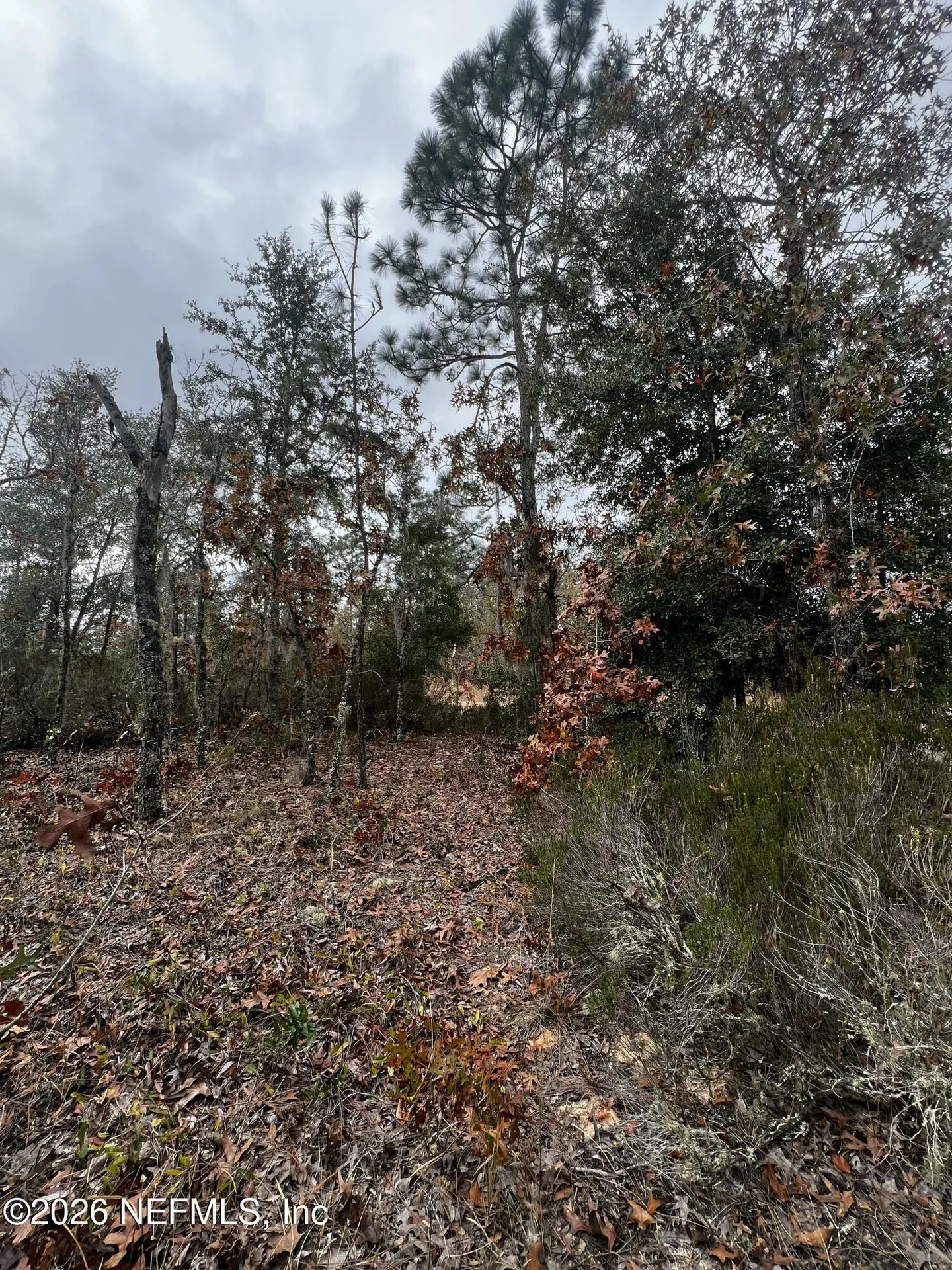 307 Lemon Street Interlachen FL 32148