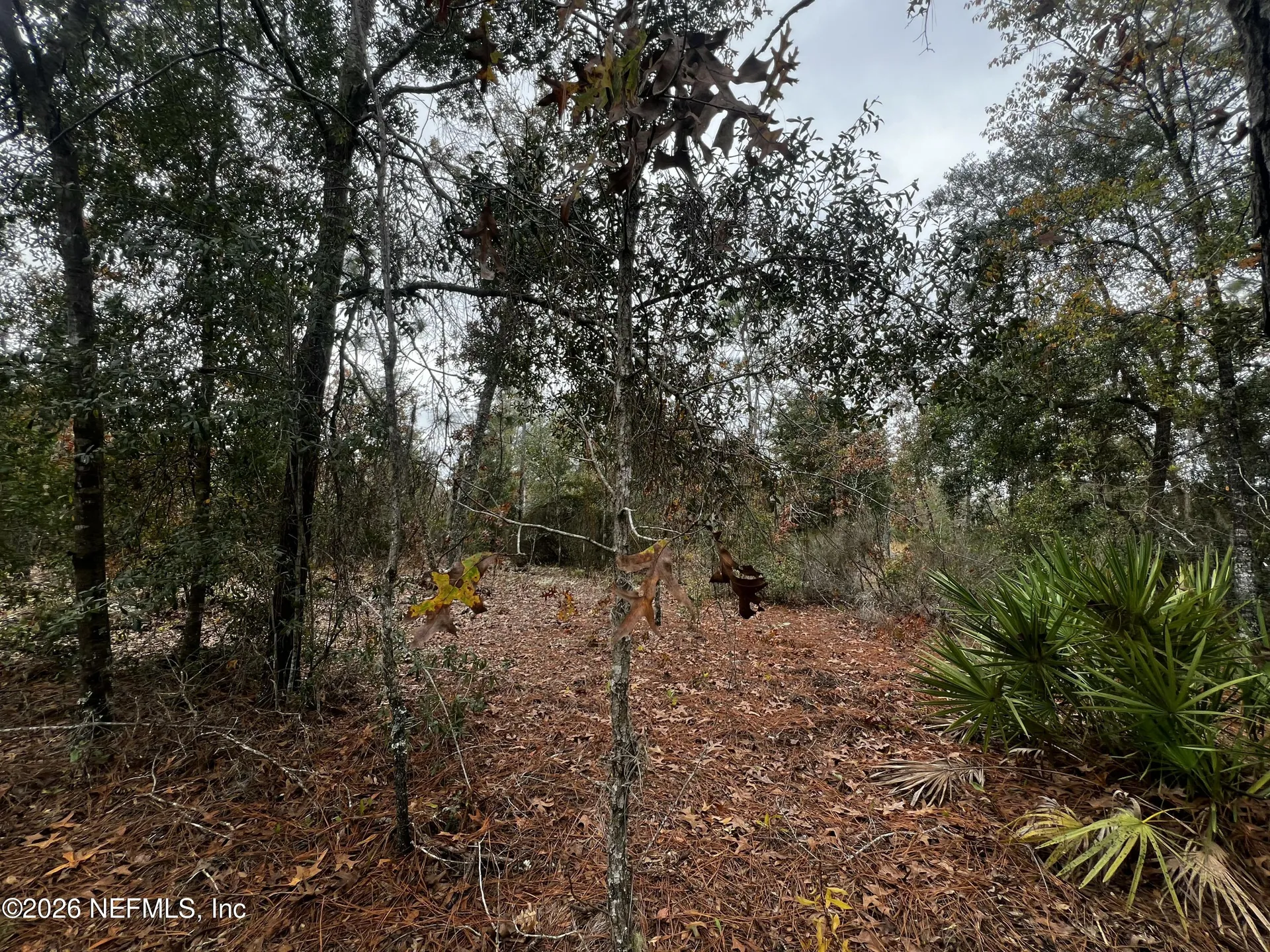 307 Lemon Street Interlachen FL 32148